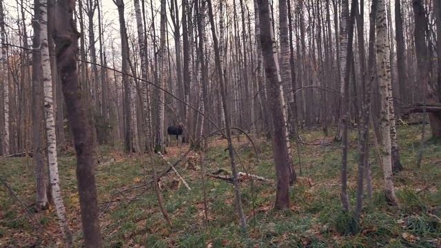 НАРВАЛСЯ НА СТАДО ЛОСЕЙ - Осенний глухой лес. смотреть онлайн