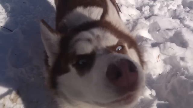 хасочка смотреть онлайн