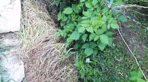 Растут ли сорняки под Укрывным материалом