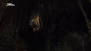 Загадка гигантского пещерного паука National Geographic (720p)