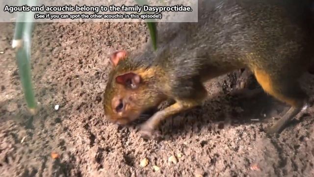 Agouti facts: tougher than nuts! | Animal Fact Files смотреть онлайн