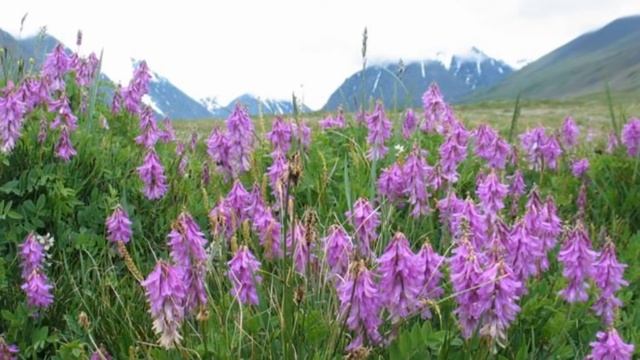 Красный корень копеечник полезные свойства для мужчин купить красный корень