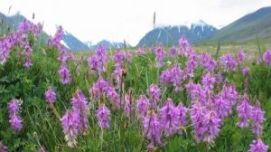 Красный корень копеечник полезные свойства для мужчин купить красный корень