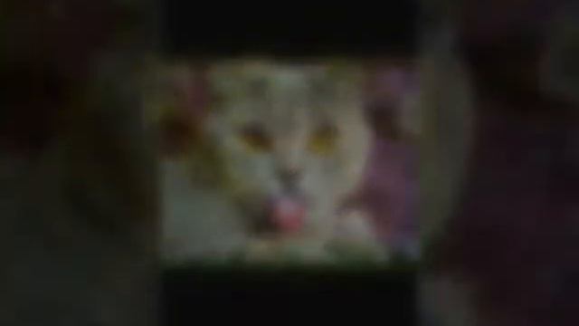 Фото животных под песню Те(э)мми