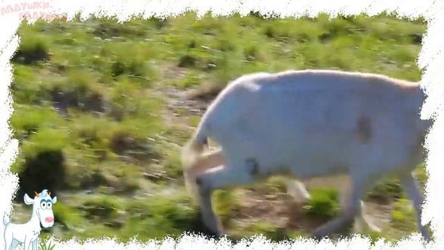 %D0%94%D0%BE%D0%BC%D0%B0%D1%88%D0%BD%D0%B8%D0%B5+%D0%B6%D0%B8%D0%B2%D0%BE%D1%82%D0%BD%D1%8B%D0%B5+%D