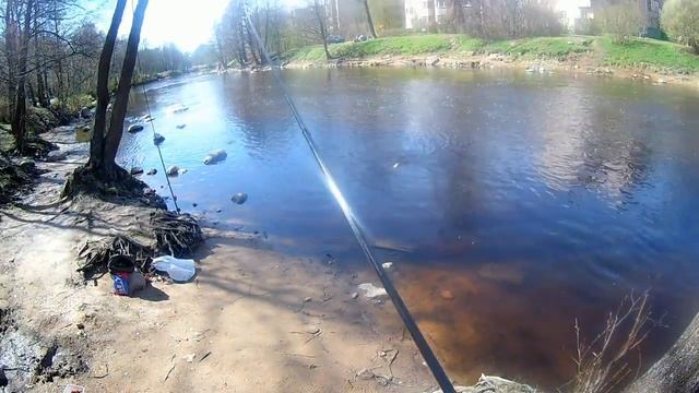 Рыбалка на Шипучке в Сестрорецке. Язь,лещ, плотва, елец 17.05.2017 смотреть онлайн