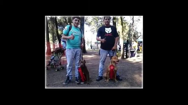 Club Deportivo Pitbull pride смотреть онлайн