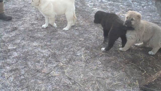 Алабай среднеазиатская овчарка из питомника Аз Марал +79278137957 вайбер ватсап смотреть онлайн