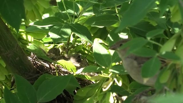 Птицы на гнездах - коноплянка. Birds on nests are linnet. смотреть онлайн