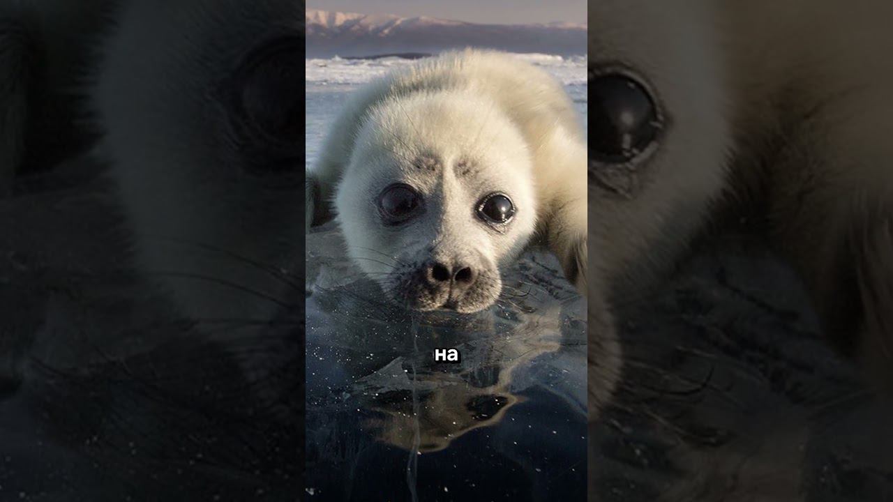 НЕВЕРОЯТНЫЕ ФАКТЫ ПРО РОССИЮ / часть 1 #россия