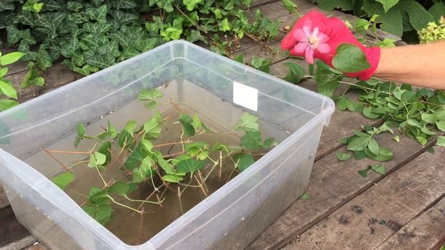 ЛУЧШИЕ УСЛОВИЯ ДЛЯ ЧЕРЕНКОВ КЛЕМАТИСОВ В ОТКРЫТОМ ГРУНТЕ в ЖАРУ . ЛАЙФХАКИ смотреть онлайн