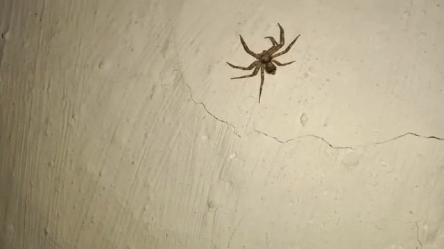 К чему увидеть паука. Приметы про паука в доме. Паук собака домового смотреть онлайн