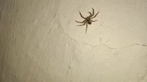 К чему увидеть паука. Приметы про паука в доме. Паук собака домового