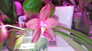 228🌹ЦВЕТЕНИЕ Phal. LD's Bear King 👑
