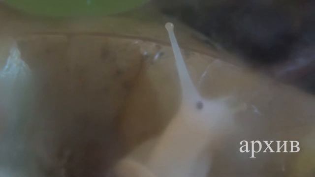 Улитёнок утонул, отвечаю на вопрос смотреть онлайн