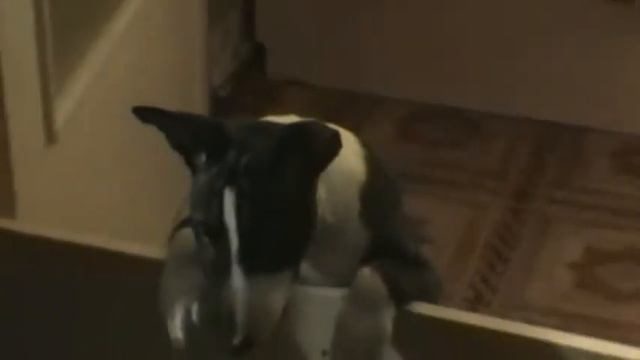 Миниатюрный бультерьер питомник Рус Макналис смотреть онлайн