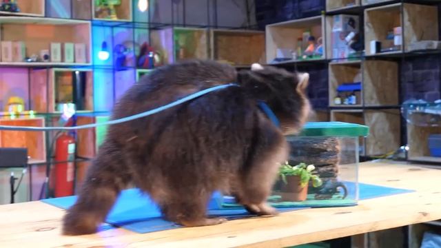 ТЕРРАРИУМ для СОЛДАТИКОВ МЕСЯЦ СПУСТЯ, что если в террариум добавить МУХОЛОВКУ?