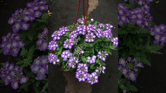 Вербена Ампельная смотреть онлайн