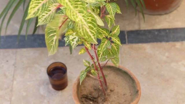 Summer Plant-Iresine Plant Propagation:Rooting Cuttings in Water(Urdu) смотреть онлайн