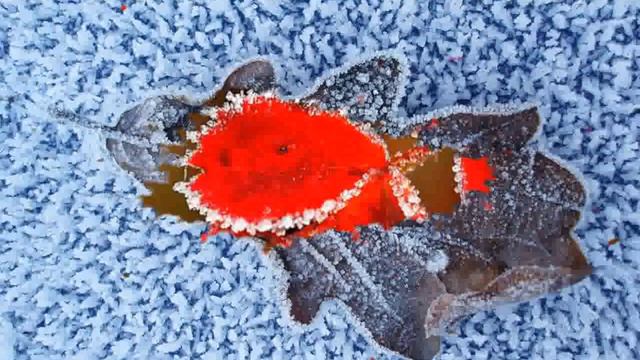 Frozen Leaf pictures - Oliver Bernard смотреть онлайн