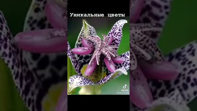 уникальные цветы смотреть онлайн