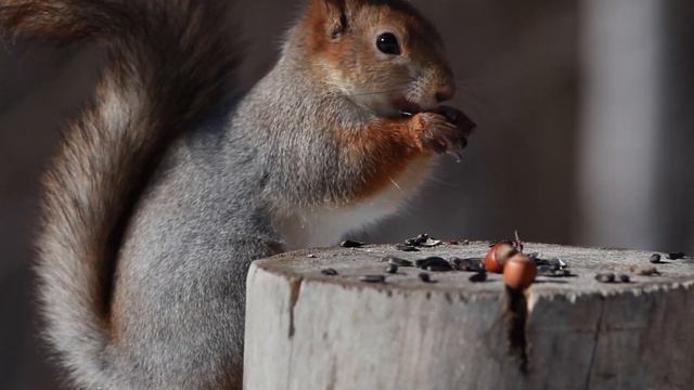 Белка 2019 смотреть онлайн