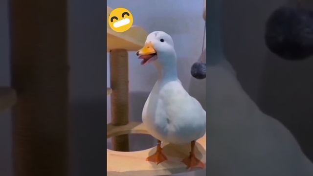 Досмеялся смотреть онлайн