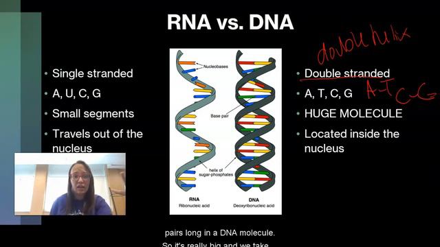 RNA Structure смотреть онлайн