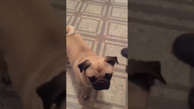 прикол с мопсом смотреть онлайн