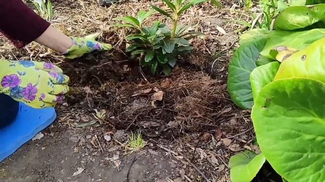 Рододендрон в Сибири. Миф или Реальность?