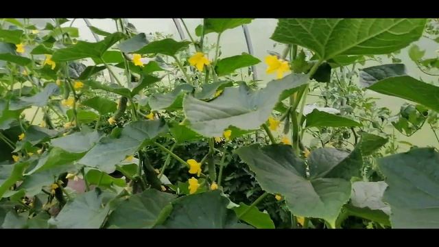 ?????ЧТО ВЫГОДНЕЕ И ПРОЩЕ ВЫРАЩИВАТЬ В ТЕПЛИЦЕ? ПОМИДОРЫ ИЛИ ОГУРЦЫ? смотреть онлайн