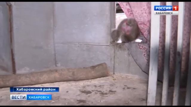 Подготовка зоосада к зиме смотреть онлайн