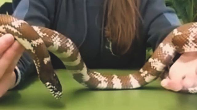 BIODIVERSITY TALKS & CHILDREN WORKSHOPS | St. PATRICK'S FESTIVAL KILKENNY смотреть онлайн
