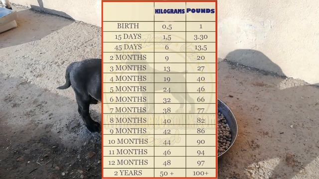 I am presenting you: Cane Corso puppy weight chart смотреть онлайн