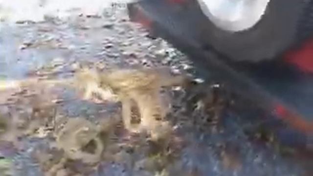 How to get an Audi stuck in the mud смотреть онлайн