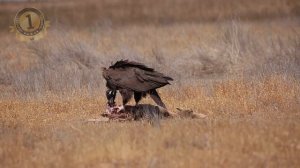 10 Удивительных и Редких Животных в России