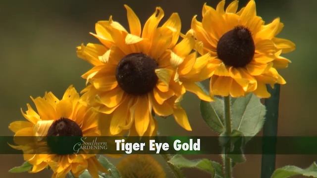 Rudbeckia смотреть онлайн