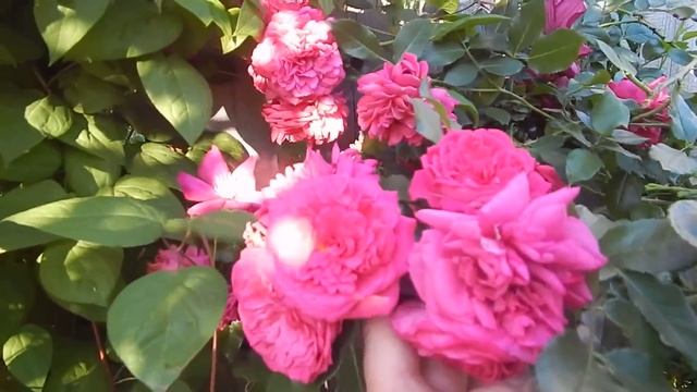 Вы спрашивали про них.Спирит оф фридом шикует,Лагуна неуправляемая и скромные Пьер и Леди шалотт. смотреть онлайн