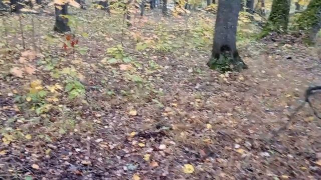Сьездили в лес за грибами . Осенняя красота леса ./Мама Гуля / смотреть онлайн