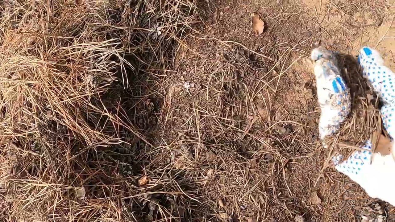 Хвойный опад - один из лучших видов мульчирования ! Как правильно собрать и использовать ! смотреть онлайн