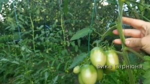 Любимка моя, томат Де барао  оранжевый