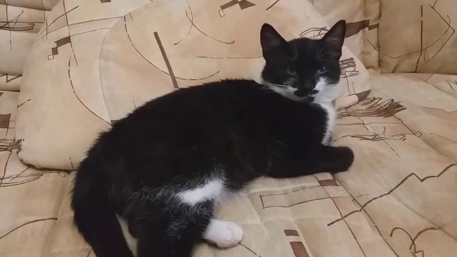 У котика Маркиза свои повадки. Удивляет. смотреть онлайн