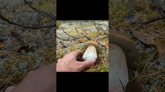 ЭТО САМЫЙ РЕДКИЙ БОРОВИК с ЗОЛОТОЙ ШЛЯПКОЙ