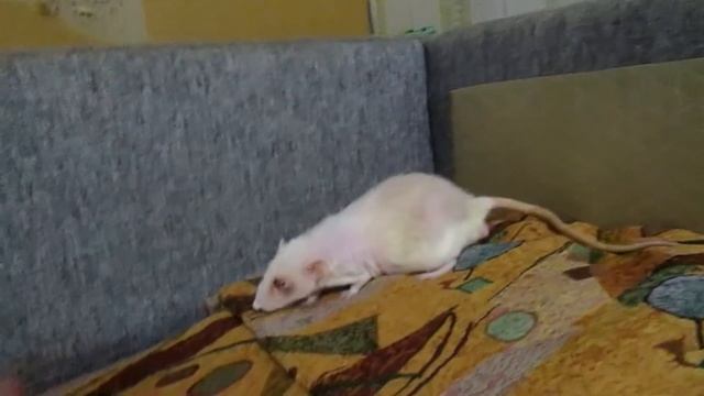 Забыл крыс на выгуле! Реалии волонтера, или Петя не кусать. (Fancy Rats | Декоративные Крысы) смотреть онлайн