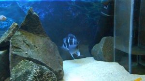 450л Танганьика