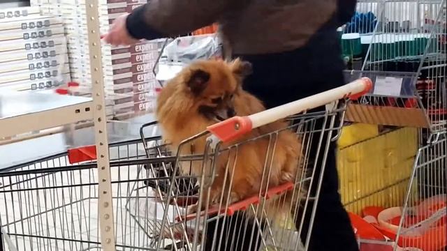 ВЕСЁЛЫЙ ШПИЦ В ТЕЛЕЖКЕ смотреть онлайн