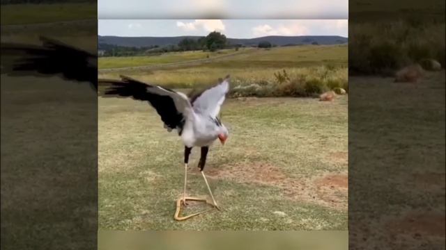 ПТИЦА СЕКРЕТАРЬ ДЕРЁТСЯ С ЯДОВИТОЙ ЗМЕЁЙ И ПОБЕЖДАЕТ ЕЁ #youtube смотреть онлайн