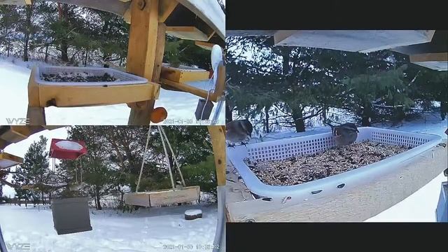 2021 Jan 30: Livestream bird feeding station. Ripley, Ontario Canada by AtHomeFriendlyTecGuy смотреть онлайн