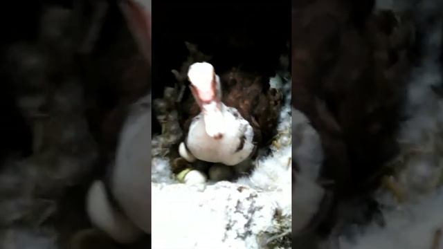 Как вылупляются утята из яиц. смотреть онлайн