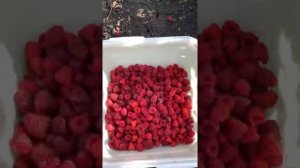 ?Малина со вкусом лесных ягод Карамелька( сладкая как конфетка) находка для детей, самая сладкая!!!